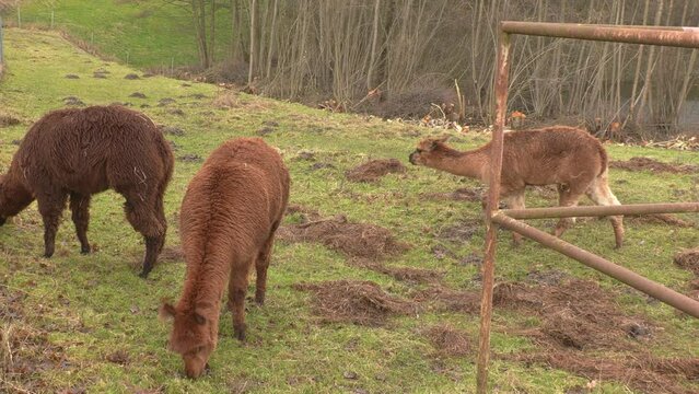 three brown alpacas standing on green meadow eating grass
