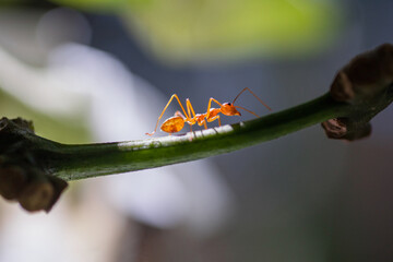 an ant on a flower stem