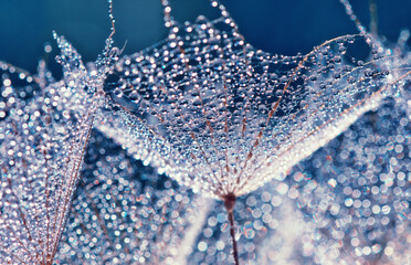 Dandelion seed on sky background