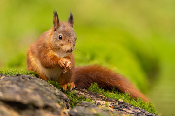 Squirrel, Red Squirrel