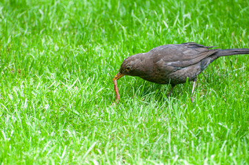 Amsel mit Regenwurm