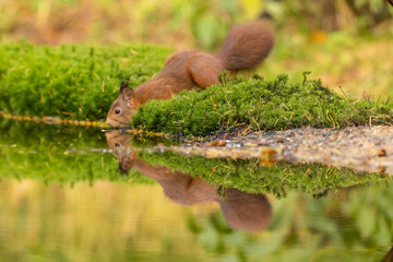 Squirrel, Red Squirrel
