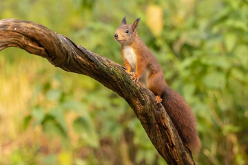 Squirrel, Red Squirrel