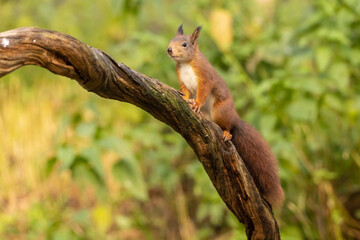 Squirrel, Red Squirrel