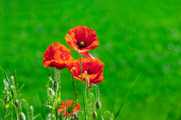 Red poppy flowers in a field on a background of green grass