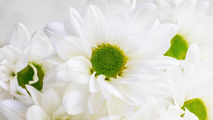 White daisies close up on a light background