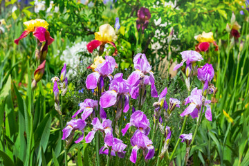 Colorful irises, mostly purple, with raindrops in the garden among the greenery
