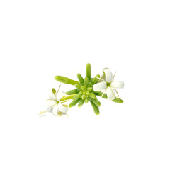 Close up Morinda coreia Buch plant on white background.