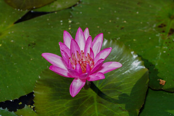 Close up waterlily flower with leaf background.