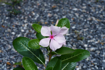 Close up Cape Periwinkle, Bringht Eye, Indian Periwinkle, Madagascar Periwinkle flower.