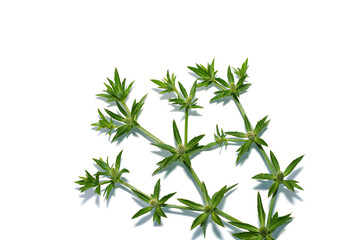 Close up Culantro, Long coriander, Sawtooth coriander flower on white background with soft shadow.