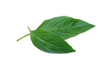 Close up Sweet Basil leaf on white background.