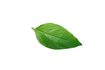 Close up Sweet Basil leaf on white background.