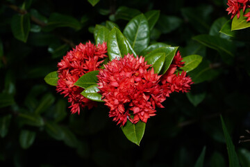 Close up Red West Indian Jasmine flower on dark background.