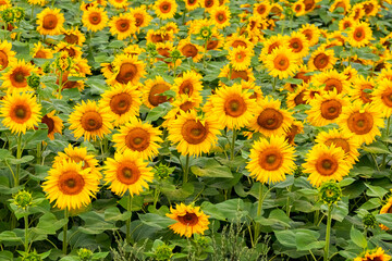 Fototapeta premium Yellow sunflower flowers in the field. Sunflower plantation