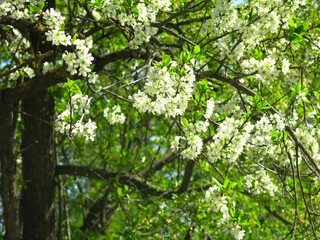 bird cherry tree blooms luxuriantly in spring with white flowers
