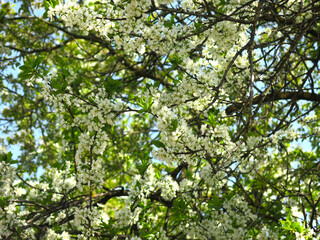 Fototapeta na wymiar bird cherry tree blooms luxuriantly in spring with white flowers