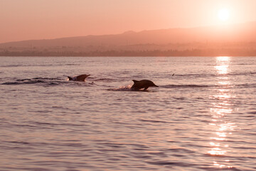 Morning Dolphin at Lovina Bali, Indonesia.