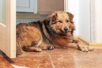 A large shaggy brown dog lies in a room near the door