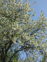 bird cherry tree blooms luxuriantly in spring with white flowers