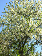 bird cherry tree blooms luxuriantly in spring with white flowers