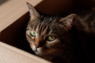 cat with green eyes lies in a cardboard box on the floor