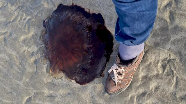 A very large Lions Mane Jellyfish stranded on the beach