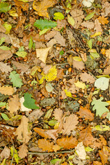 Background of colorful autumn leaves on forest floor