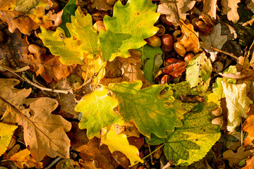 Background of colorful autumn leaves on forest floor