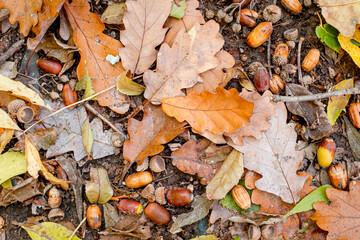 Background of colorful autumn leaves on forest floor
