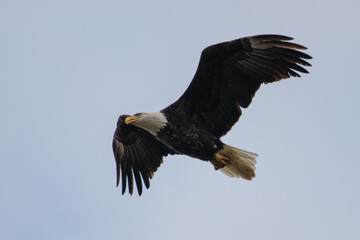 Bald eagle fishing on reelfoot lake state park in Tennessee