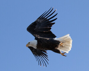 Obraz premium Birds - Bald Eagle, Tumalo State Park, Tumalo, Oregon