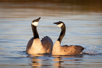 Canada Geese at San Joaquin Marsh wildlife sanctuary in Irvine California