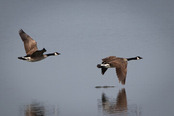 Birds - Canada Geese, Bolsa Chica Ecological Preserve, California