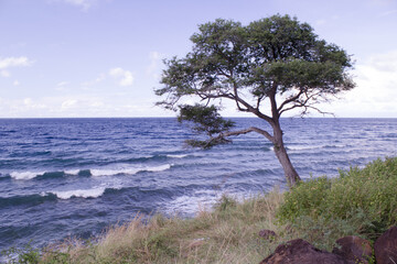 Fototapeta na wymiar tree by sea