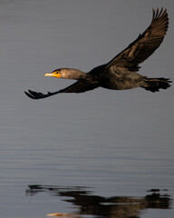 Double Crested Cormorant at San Joaquin Marsh wildlife sanctuary in Irvine California