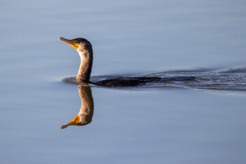 Double Crested Cormorant at San Joaquin Marsh wildlife sanctuary in Irvine California