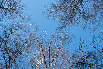 Branches of trees without leaves in winter against a blue sky