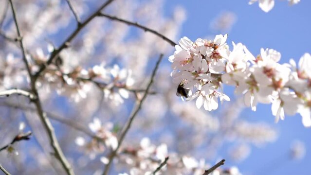Flowering almond tree branch and bumblebee pollinating flowers