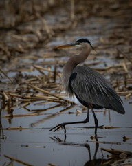 Blue Heron on Reelfoot lake in Tennessee during the summer