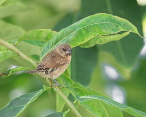 sparrow