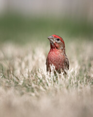 House Finch on Reelfoot lake in Tennessee during the summer