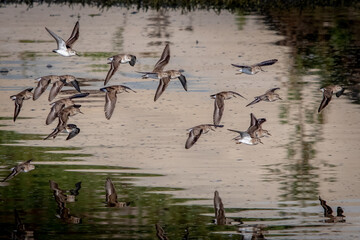 Birds - Least Sandpiper, San Joaquin Marsh, Irvin, California