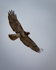 Birds - Red Tailed Hawk, Reelfoot Lake, Tennessee
