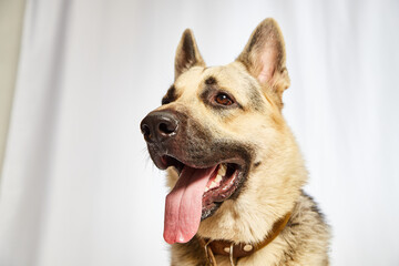 Dog German Shepherd with a black muzzle on a white background