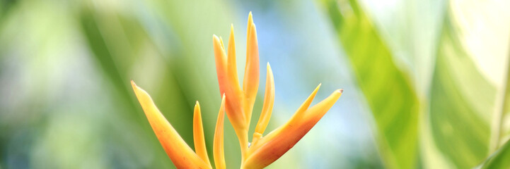 Yellow Trumpet tree flowers on blue sky background. Flower Yellow tree in park. Yellow Trumpet Sakura of Thailand.