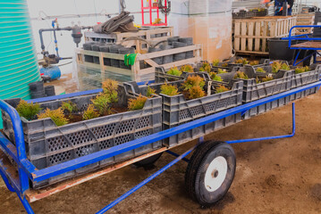 plants ready to be sent for sale are in a pushcart