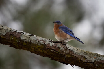 Birds, Eastern Blue Bird, Pickwick Landing State Park, Tennessee