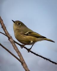 Birds, Tennessee Warbler, Reelfoot Lake, Tennessee