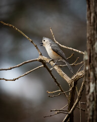 Birds, Tufted Titmouse, Pickwick Landing State Park, Tennessee